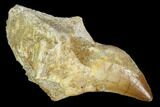 Fossil Rooted Mosasaur (Prognathodon) Tooth - Morocco #116972-1